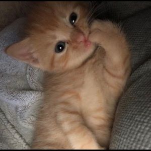 Meet your Posher, Dani